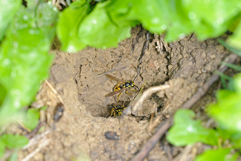 Nido di Vespula germanica